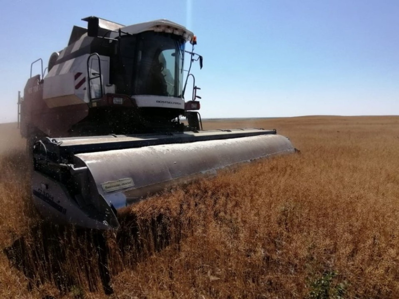 В Башкирии ожидают рекордный урожай масличных культур