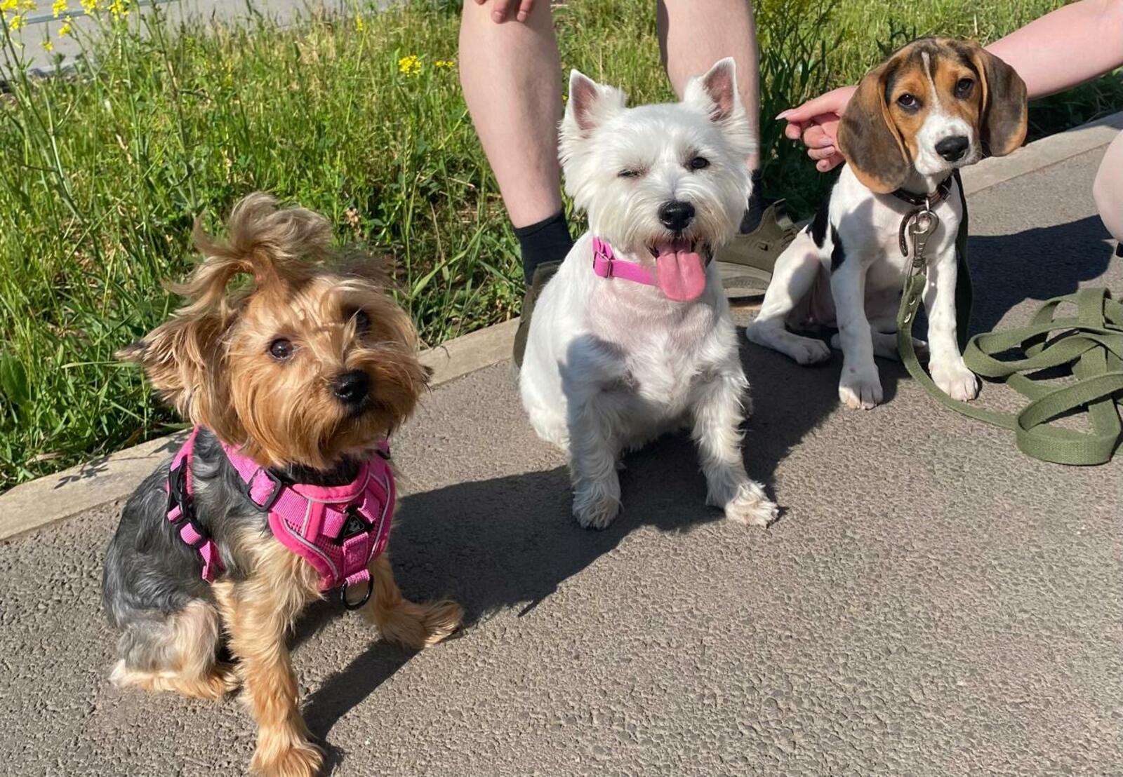 В Уфе запустили социальный проект по бесплатной кастрации и чипированию животных