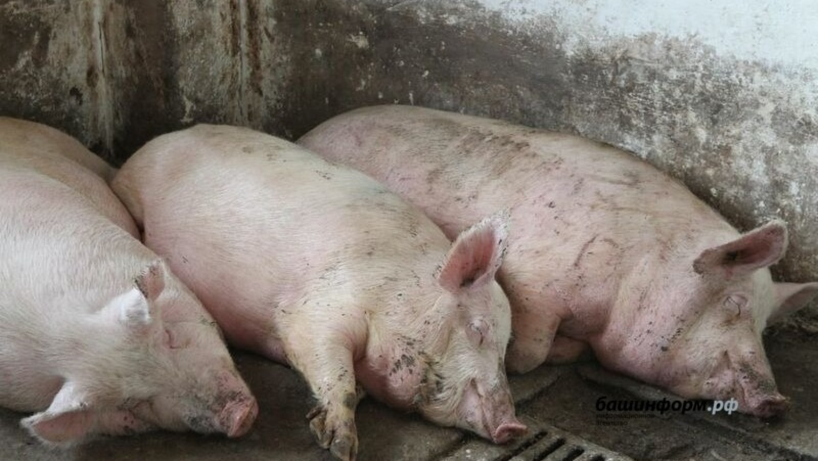 Карантин по африканской чуме свиней в Башкирии отменили