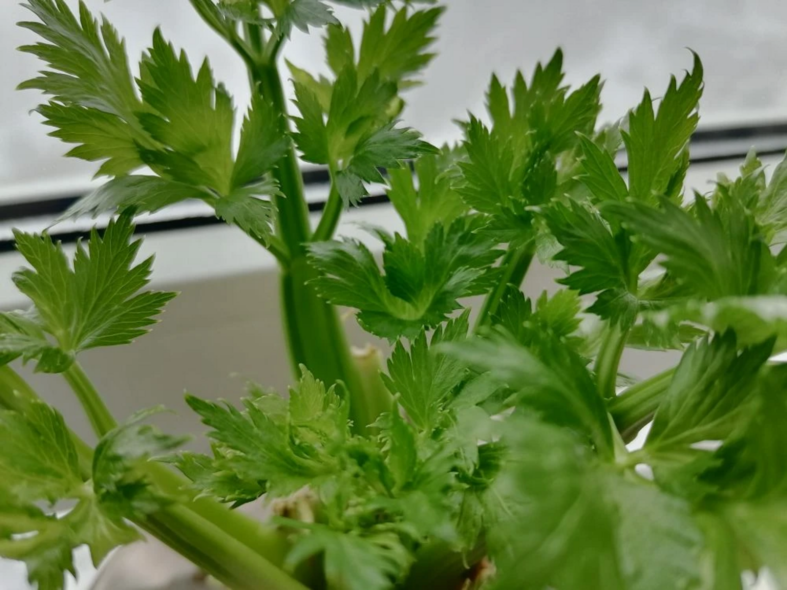 Как быстро вырастить черешковый сельдерей на подоконнике