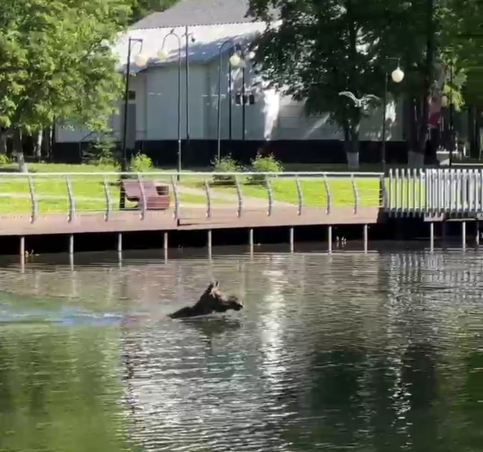 В парке Уфы встретили лосей