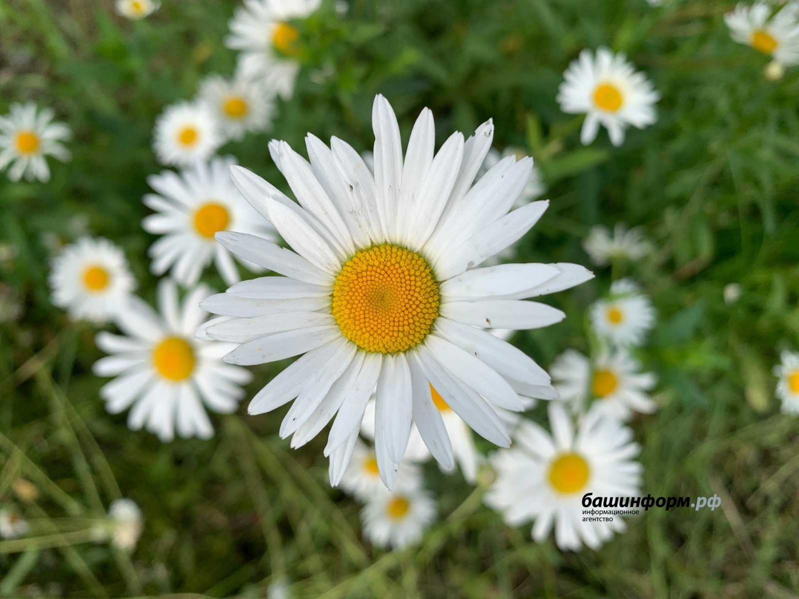 В Башкирии ожидается теплая погода с кратковременными дождями