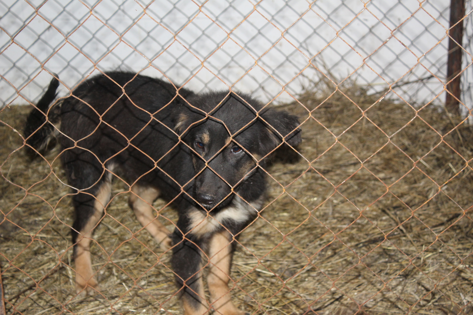 Госдума одобрила законопроект Башкирии об обязательном чипировании собак и кошек