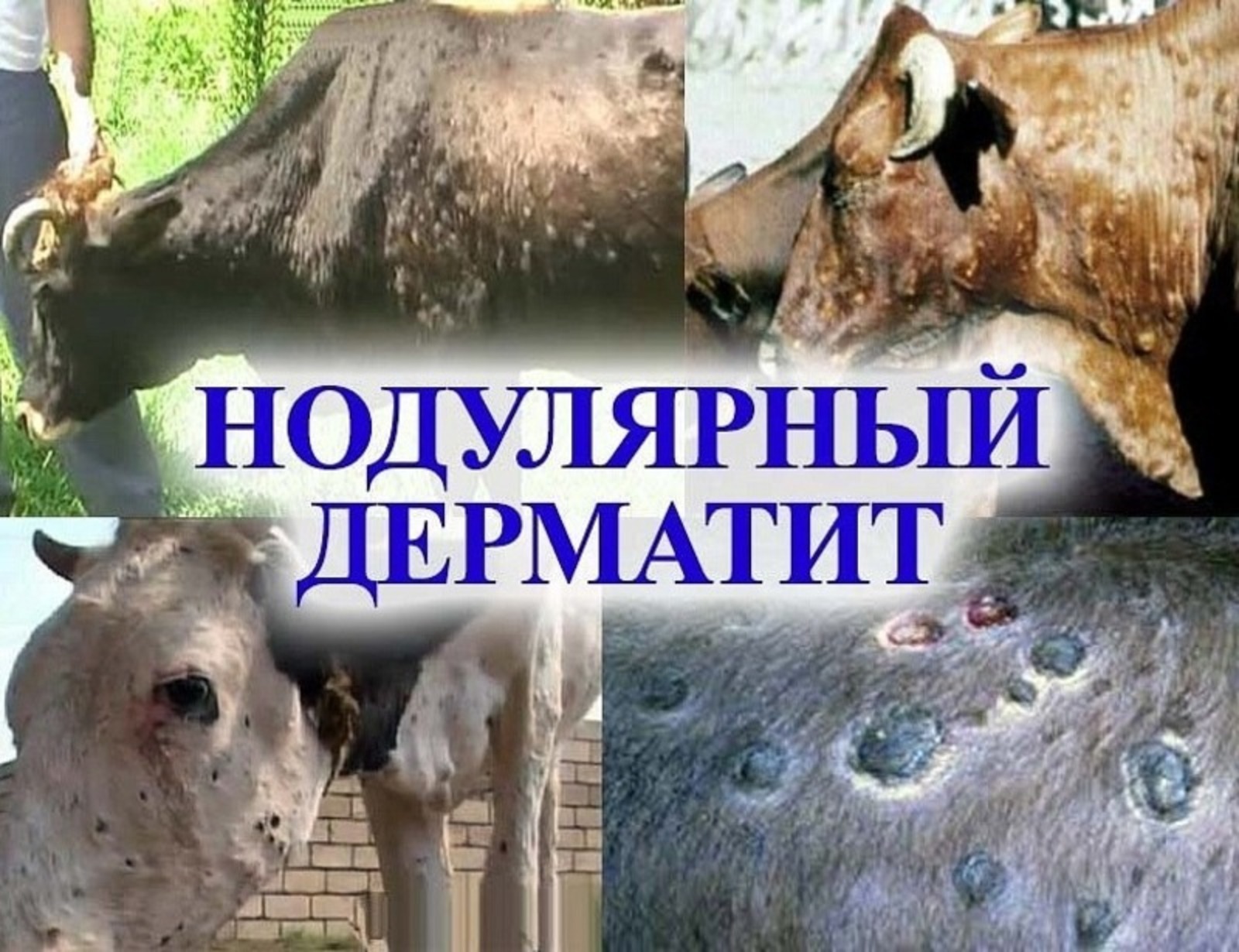 В некоторых районах Башкирии введён карантин из-за угрозы заболевания крупного рогатого скота и птицы