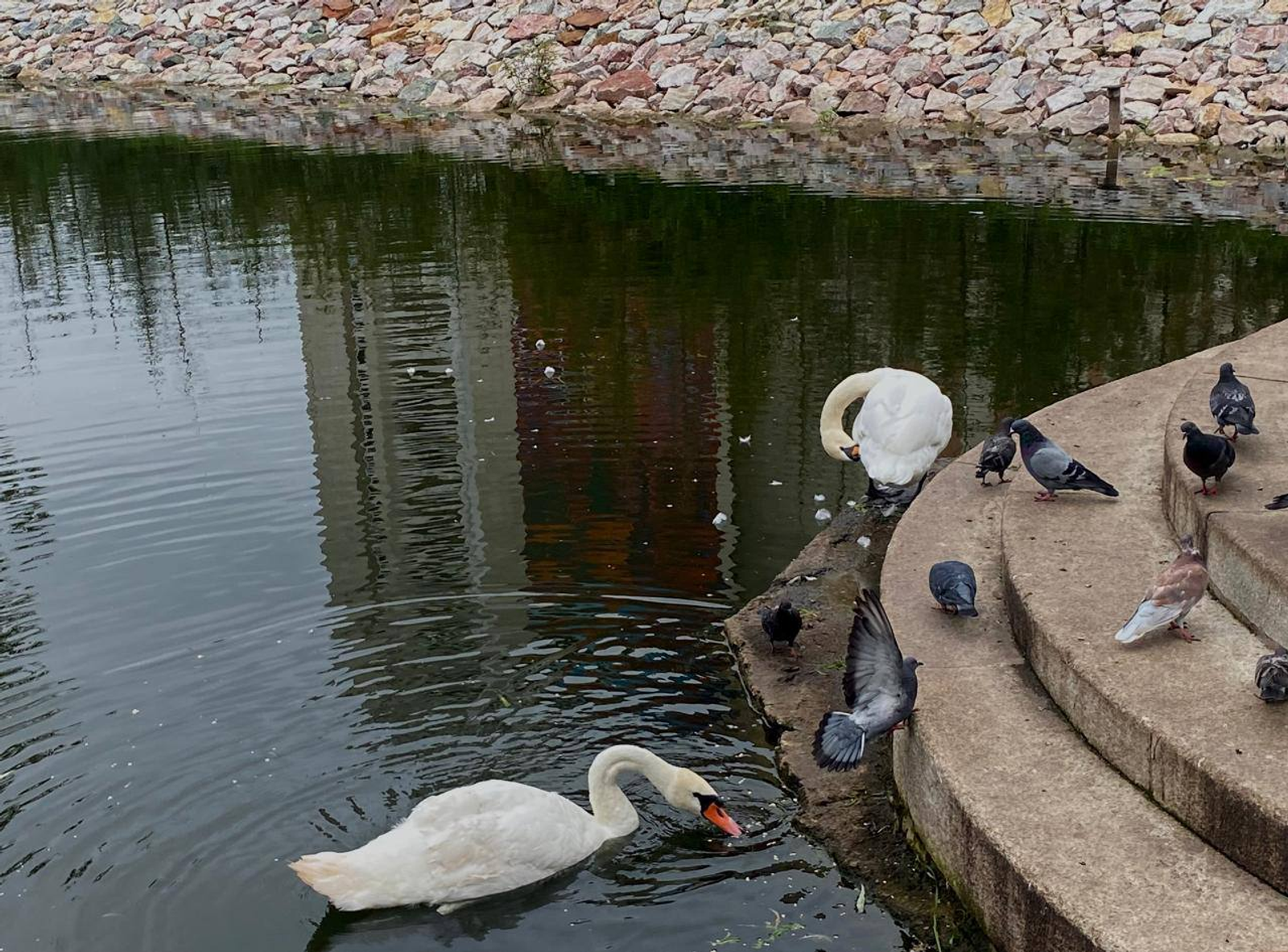 Лебеди вернулись в пруд Сада Аксакова в Уфе