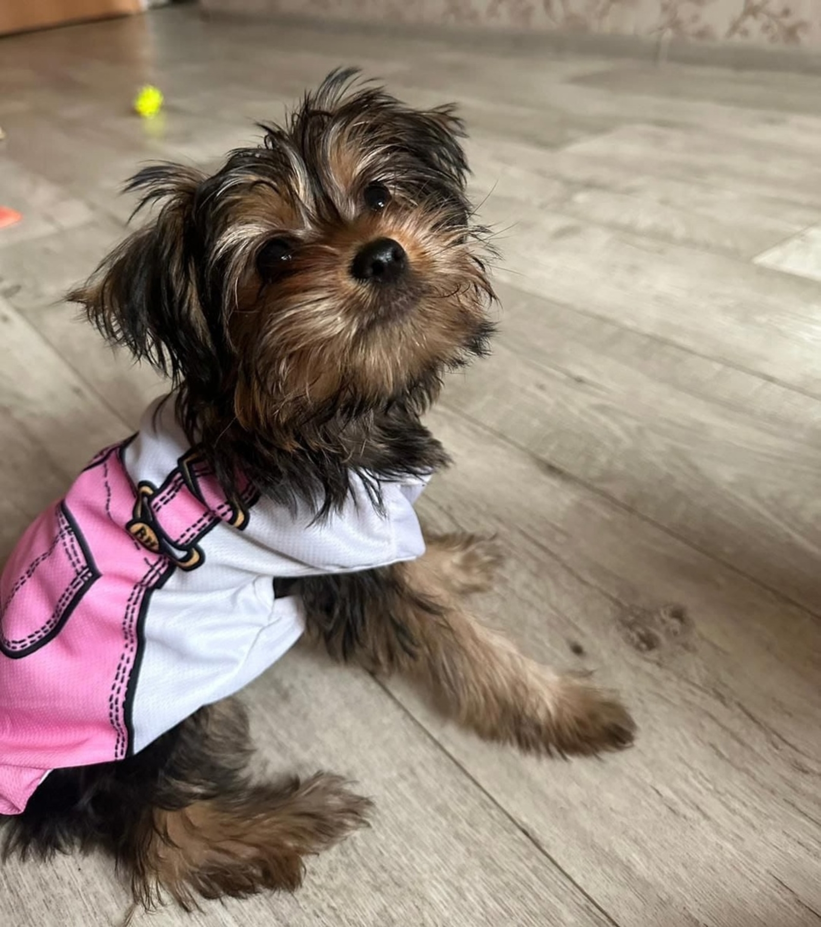 Ветеринары Башкирии объяснили, почему собаку нельзя мыть «человеческим» шампунем