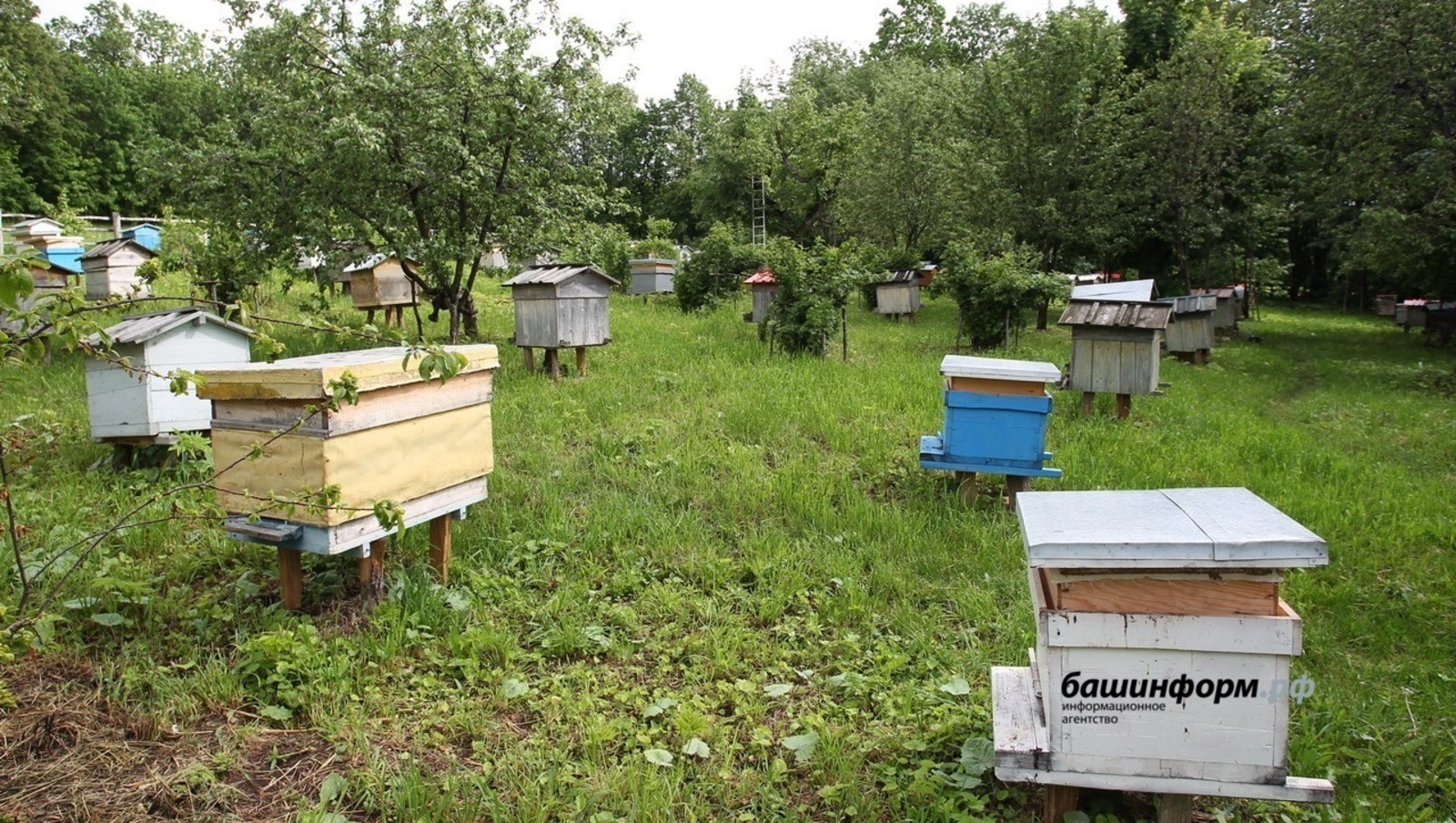 Виновные в массовой гибели пчёл в Башкирии найдены и им сделано предупреждение