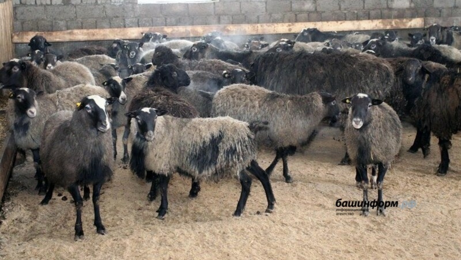 Ввоз животных на праздник Курбан-байрам из сопредельных с Башкирией регионов будет ограничен