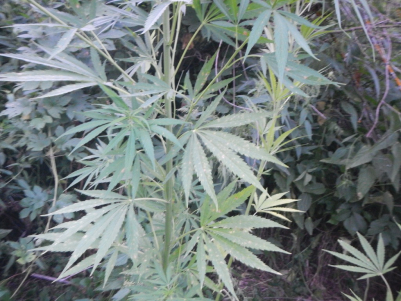 Жители Мордовии осуждены за незаконное возделывание наркосодержащих растений