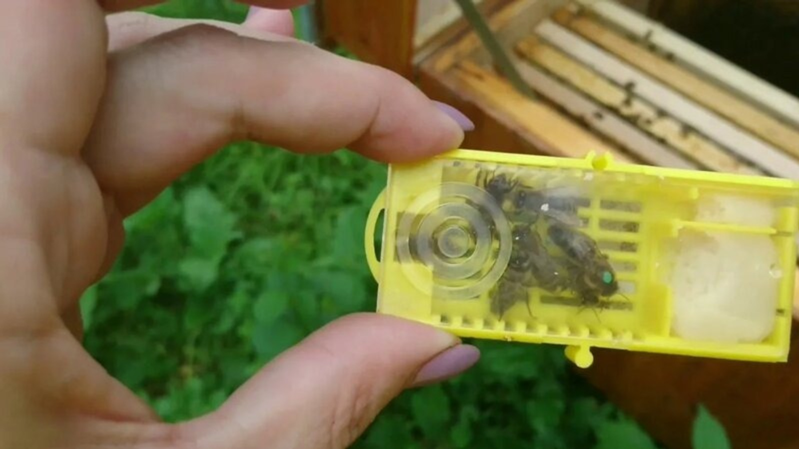 Башкирия впервые экспортировала пчеломаток в Иорданию