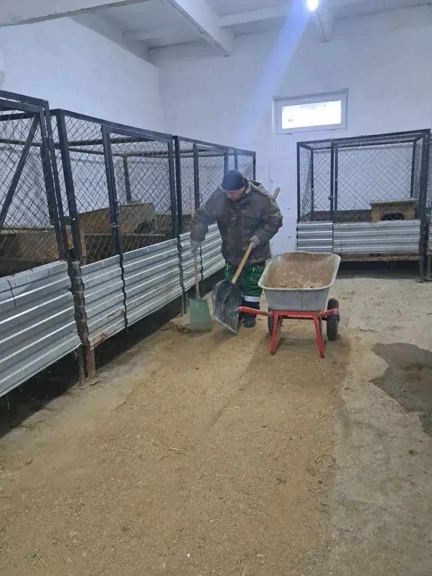 В приюте села Кармасан спасают животных от зимних холодов