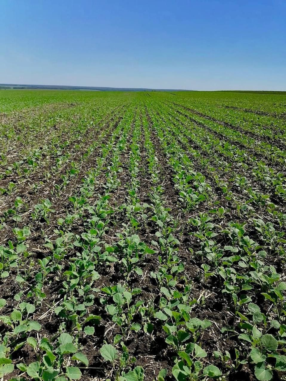 В Уфимском районе завершается яровой сев