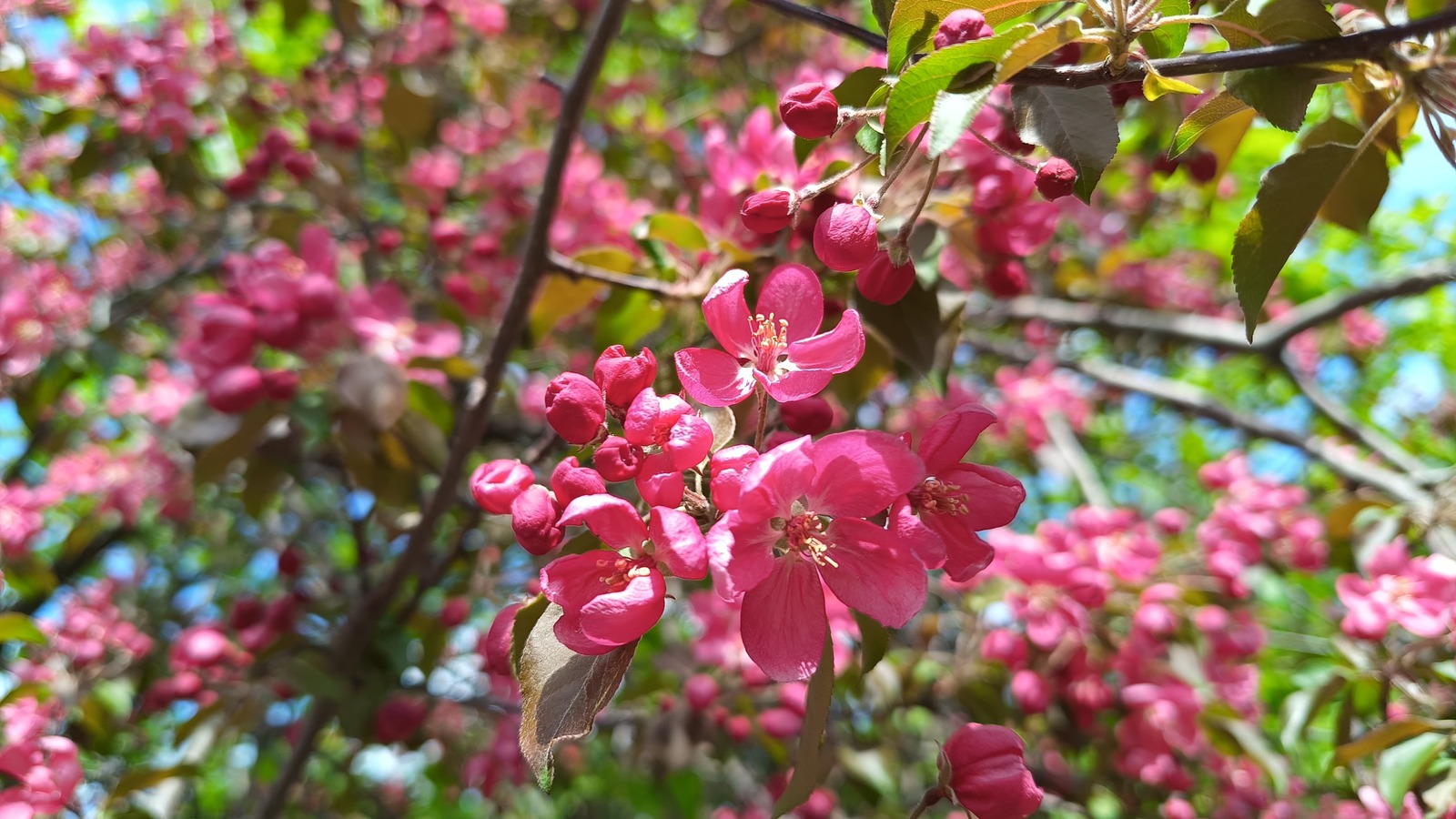 В Уфе  зацвела башкирская «сакура» – яблоня сорта Рудольф