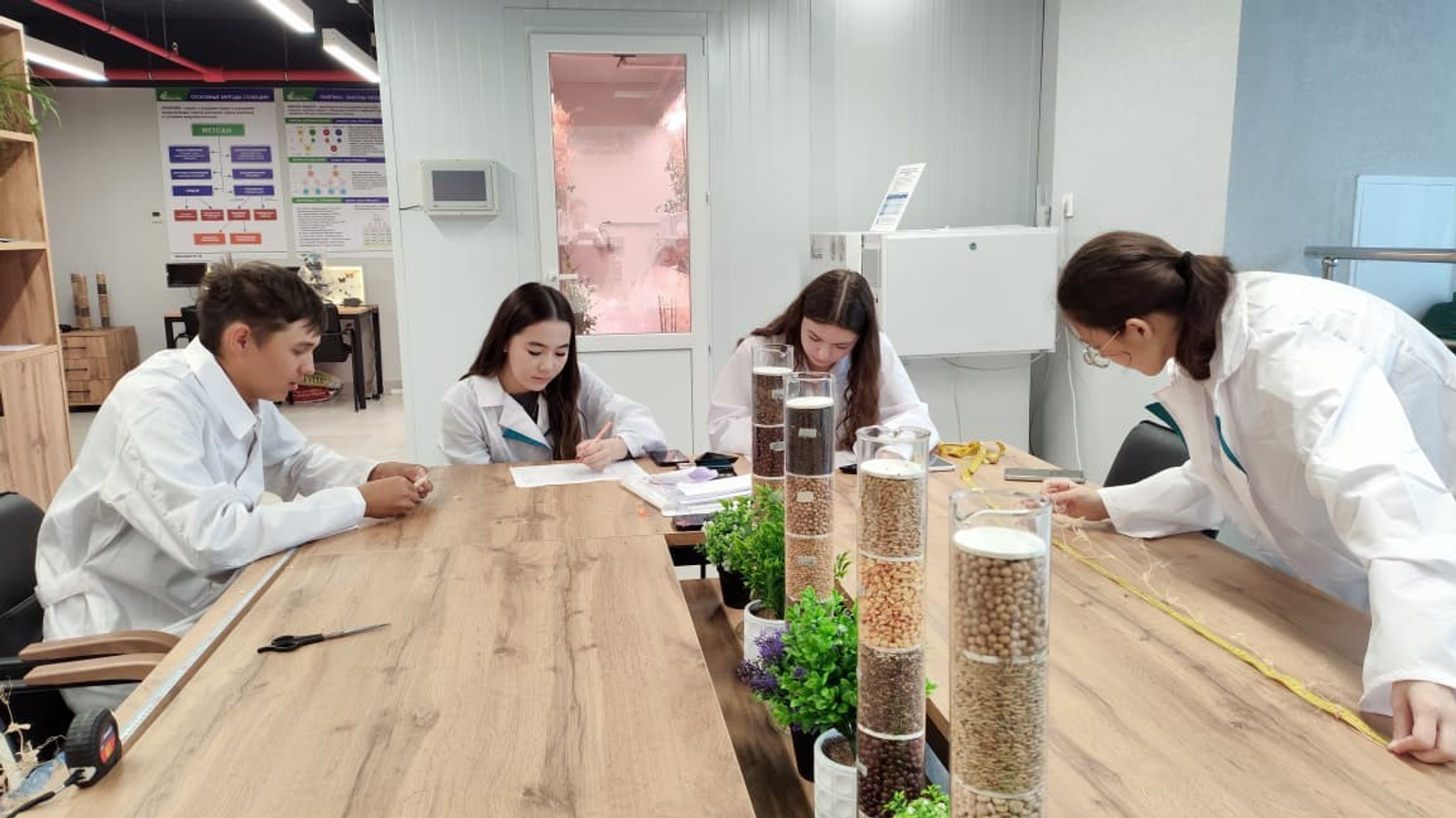 Башкирские ученые собрали урожай гибридного гороха в лаборатории