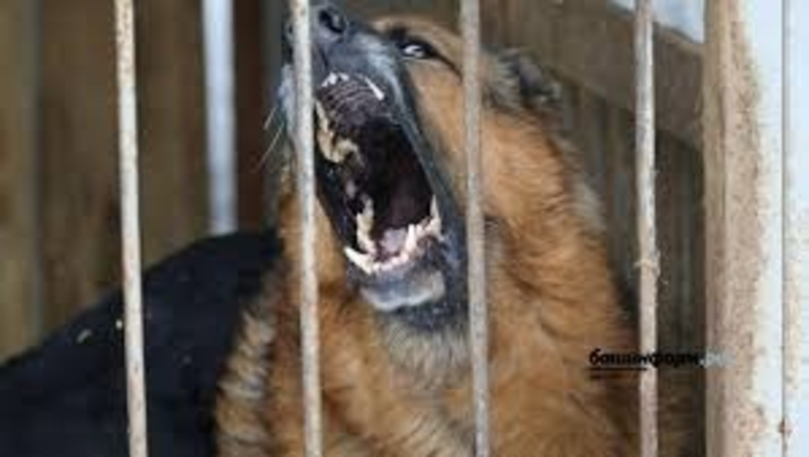 В селе Чесноковка введен карантин по бешенству