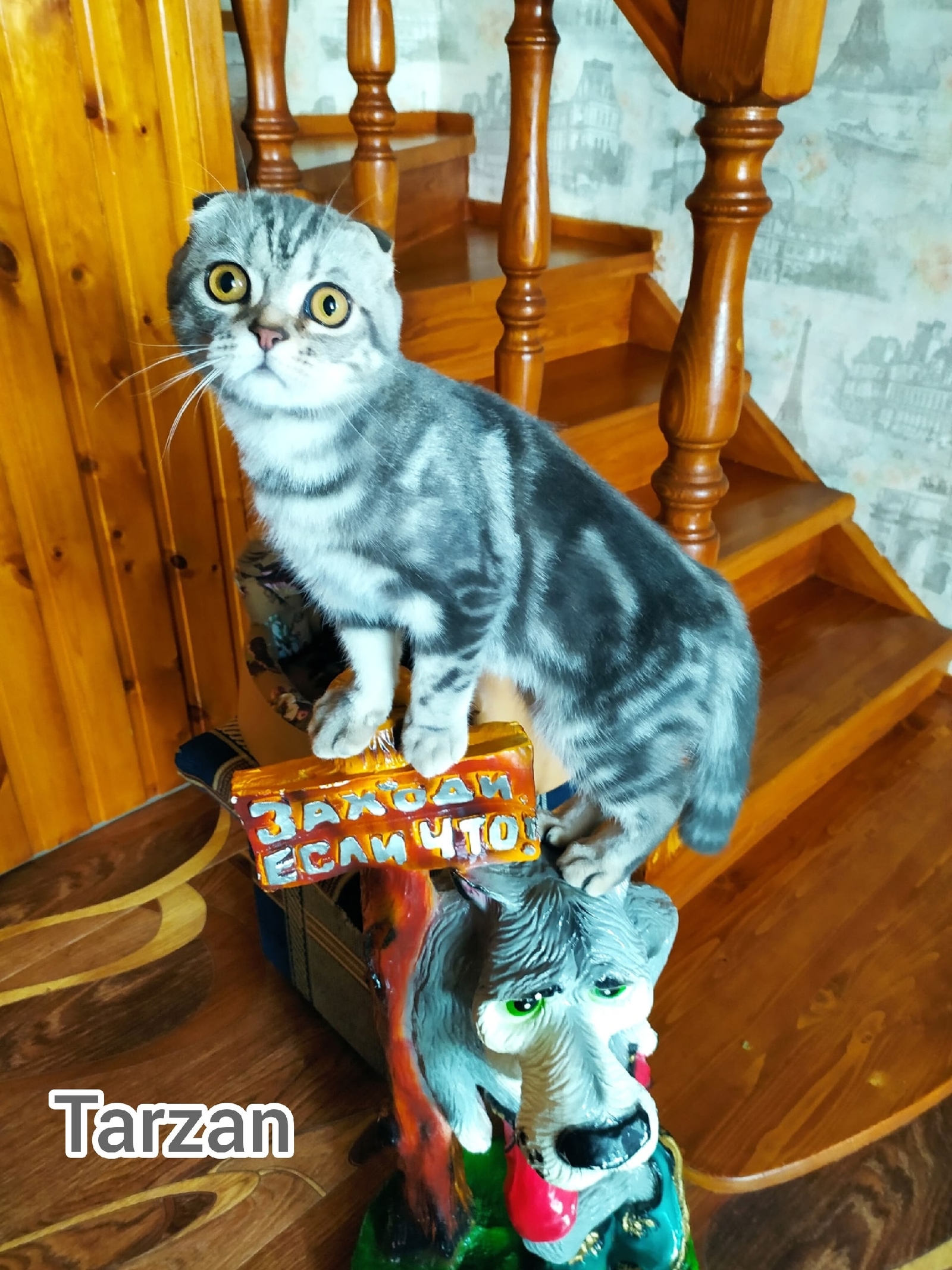 Ветеринар из Уфы предупредил об опасных продуктах для домашних животных