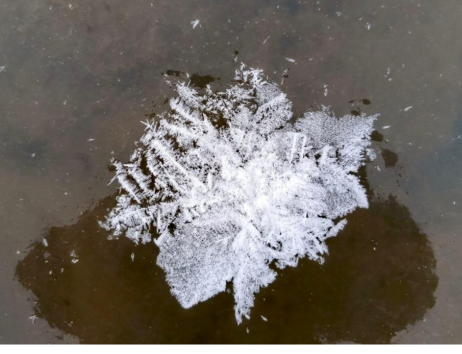 На реке Юрюзань в Челябинской области образовались необычные «снежные цветы»