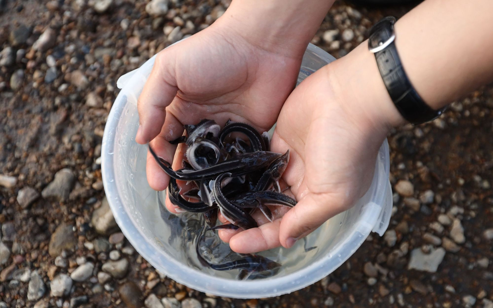В Башкирии вводятся ограничения на рыбалку в период нереста