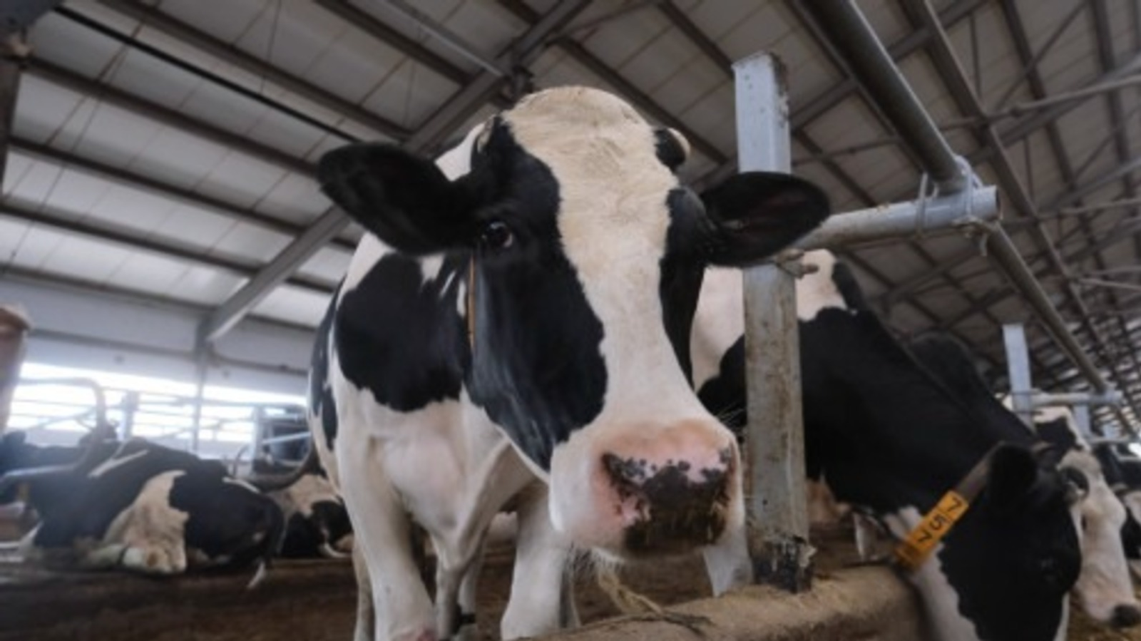 В Краснокамском районе Башкирии введен карантин по бешенству