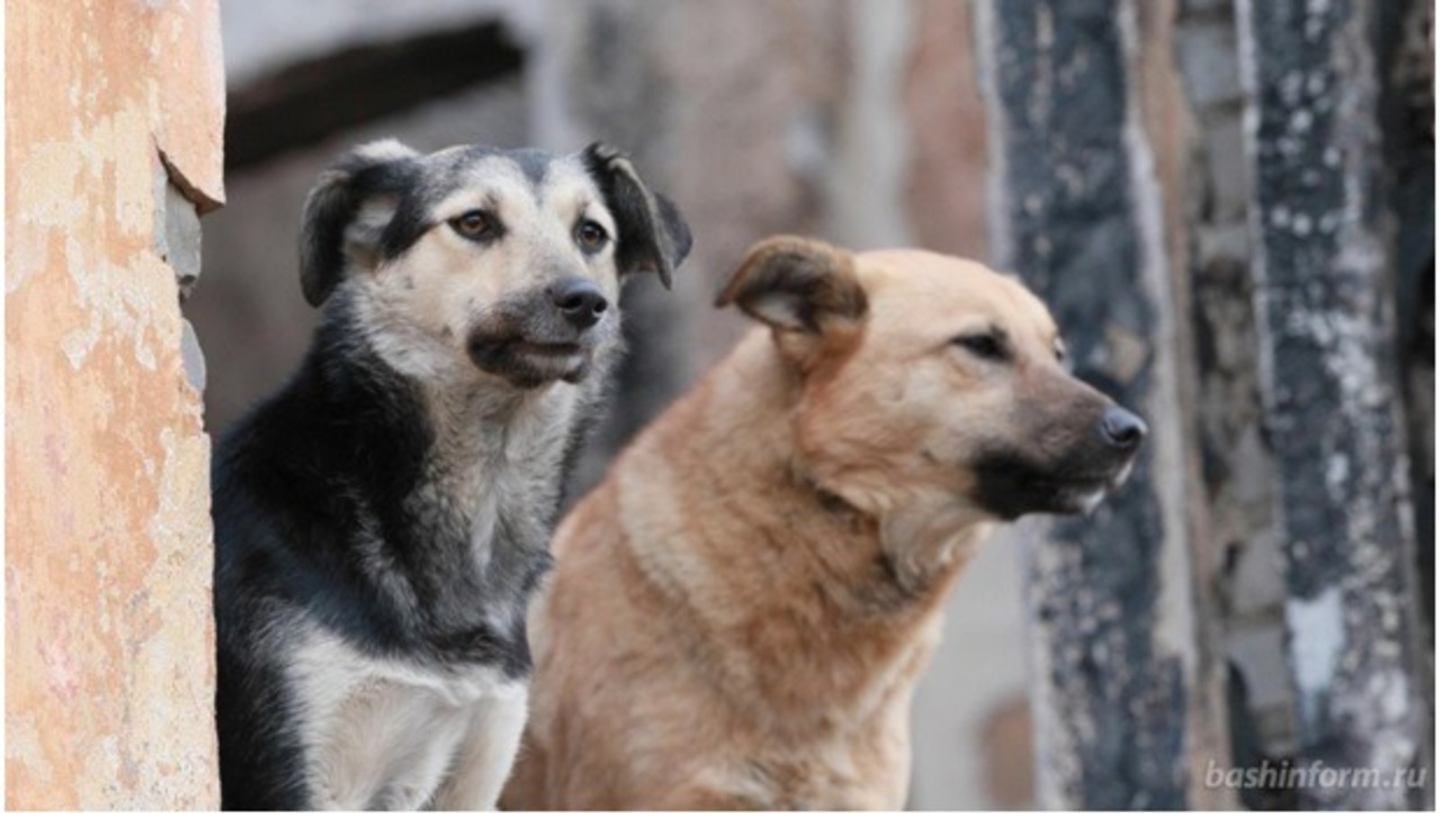 В Башкирии приняли закон о господдержке частных приютов для бездомных животных