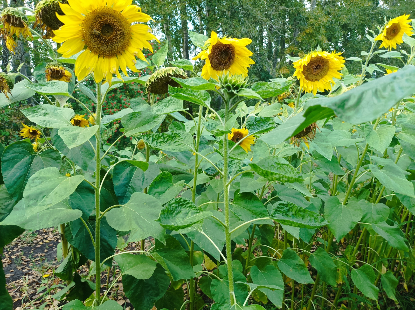 Урожай подсолнечника в Башкирии превысил полмиллиона тонн