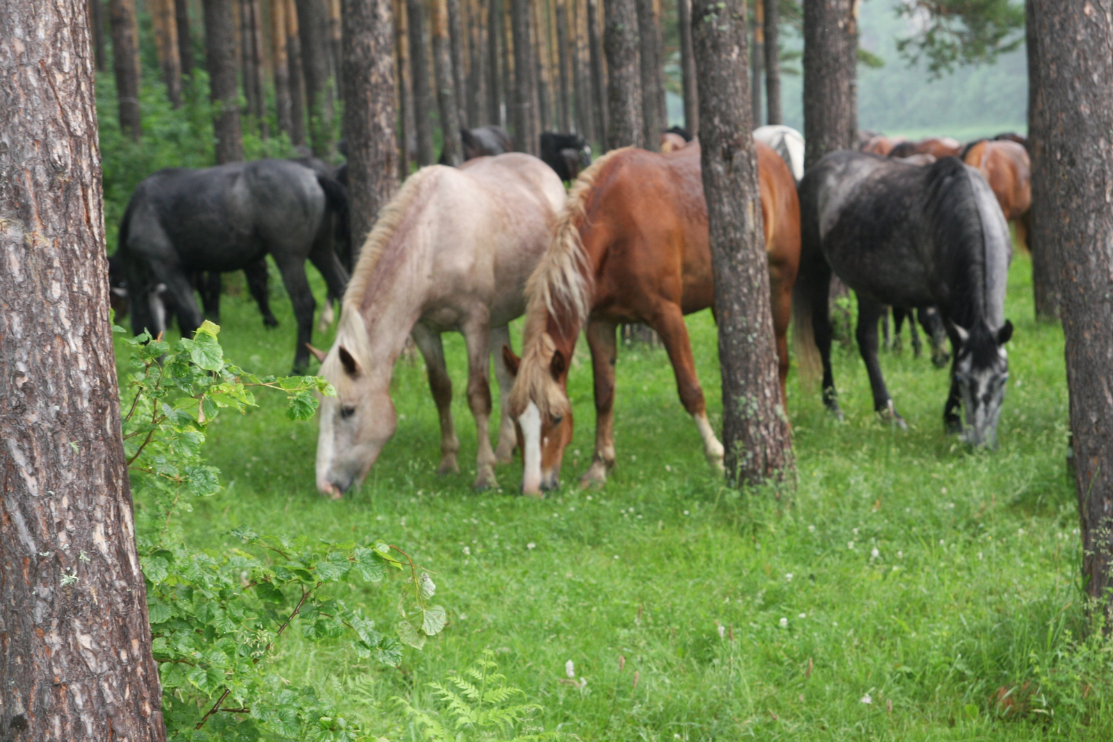 В Башкирии зарегистрировано более 8,6 тысяч случаев укусов клещей