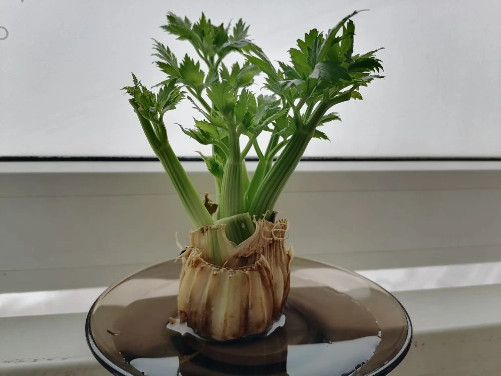 Как быстро вырастить черешковый сельдерей на подоконнике