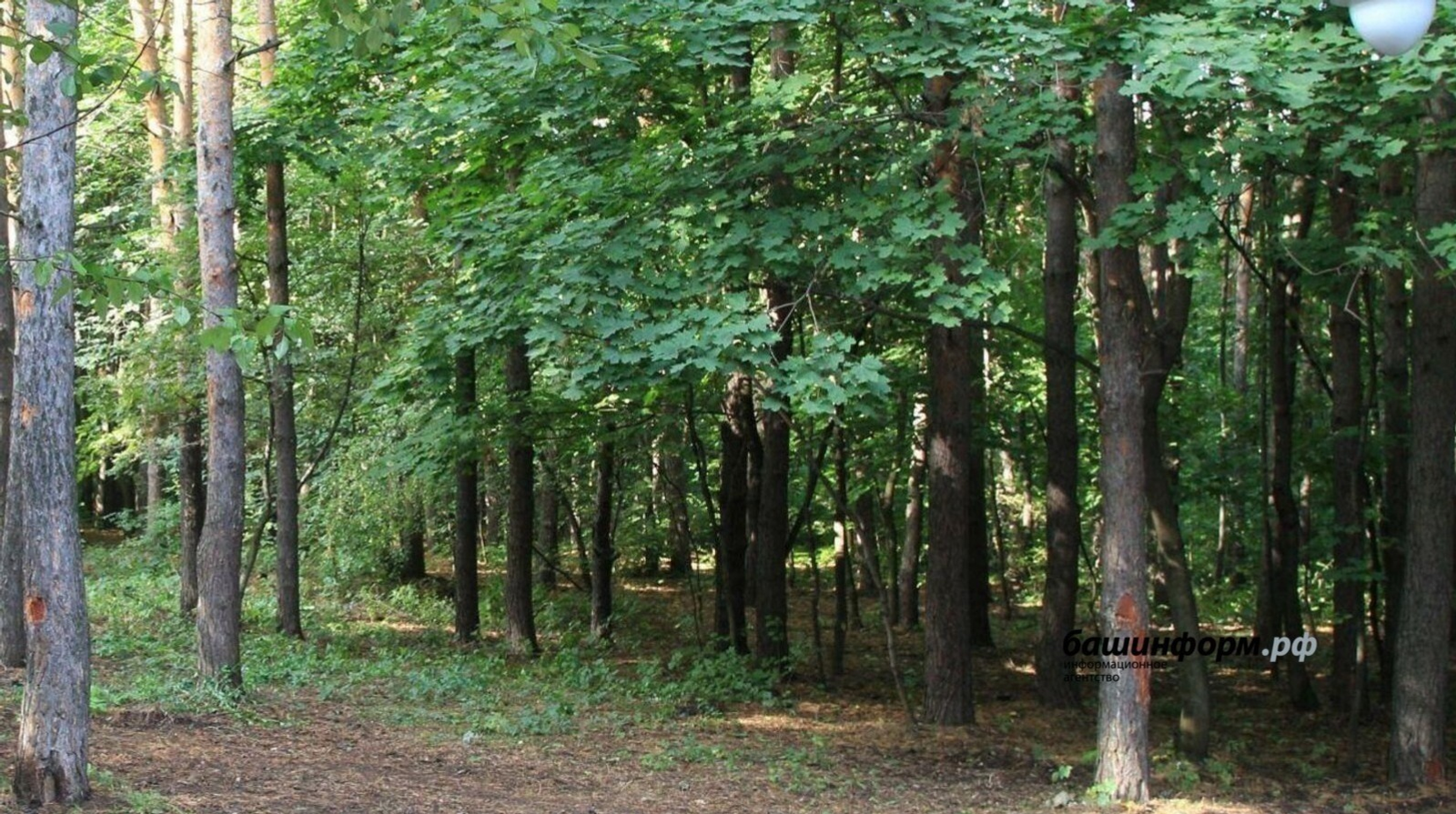 Лесной фонд Башкирии увеличился на 10 миллионов деревьев