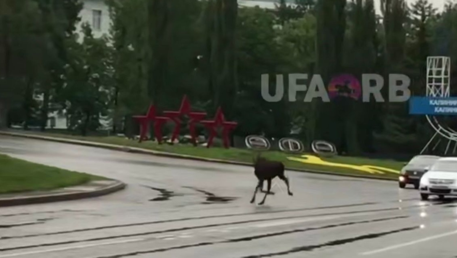 По столице Башкирии разгуливал лось