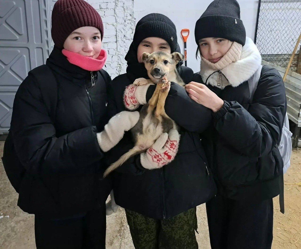 Как в Уфимском районе решают проблему безнадзорных животных