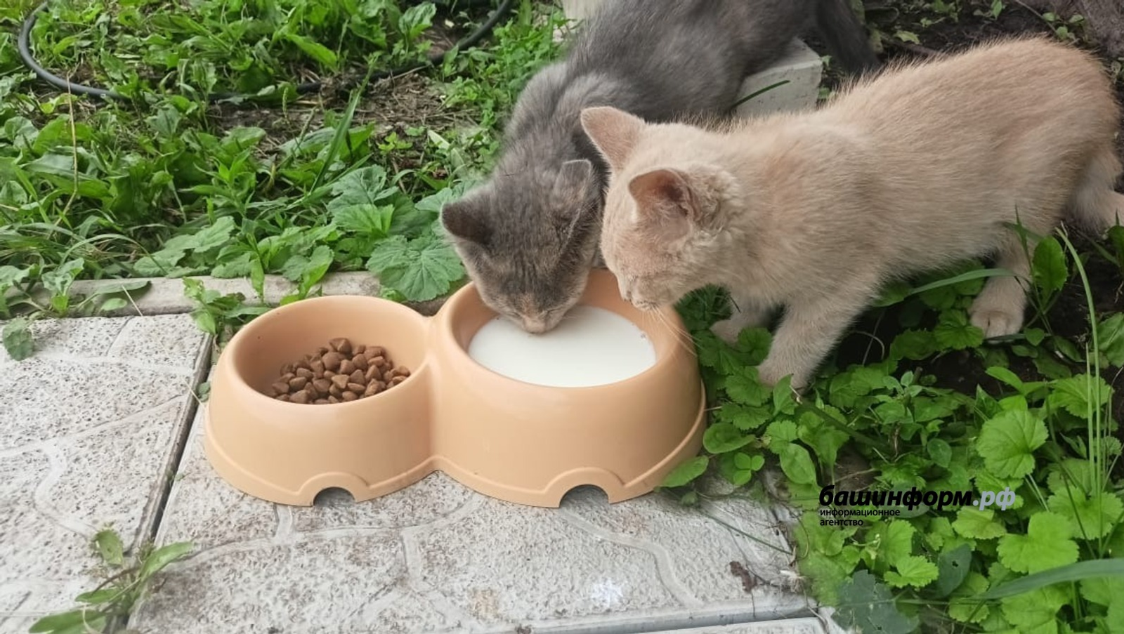 В Башкирии стартовала акция «Домашний питомец»