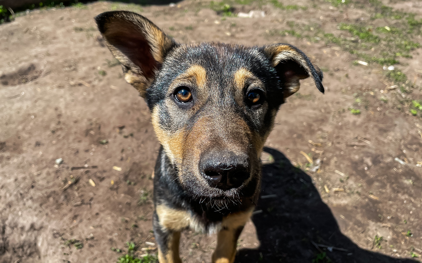 В Уфе установят дог-боксы и дог-посты