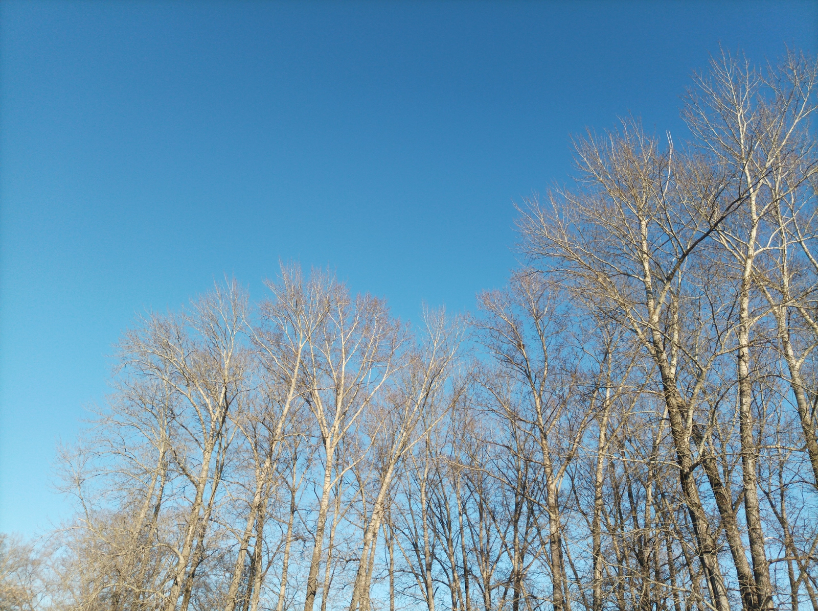 В Уфе с 13 апреля начнётся обработка парков и скверов от клещей