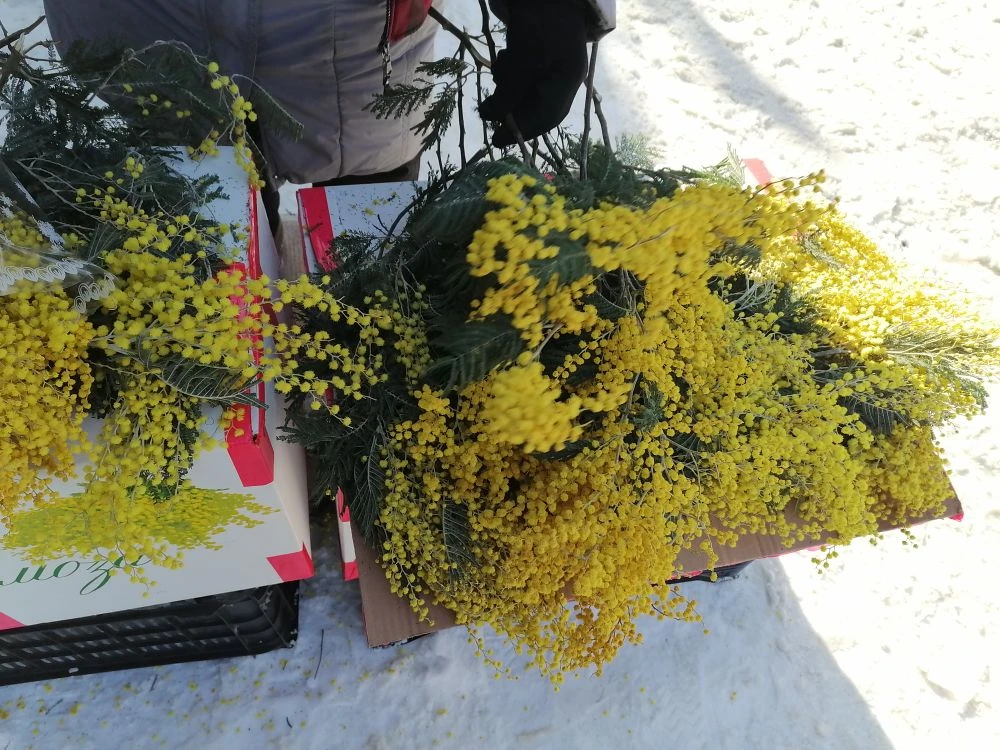 На улицах столицы Башкирии появилась мимоза к 8 марта