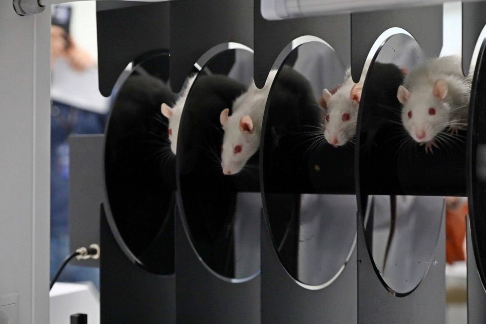 Учёные БГМУ тестируют новые соединения для антидепрессантов