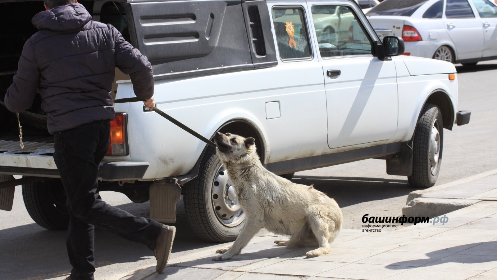 Частные приюты для животных в Башкирии будут получать поддержку государства