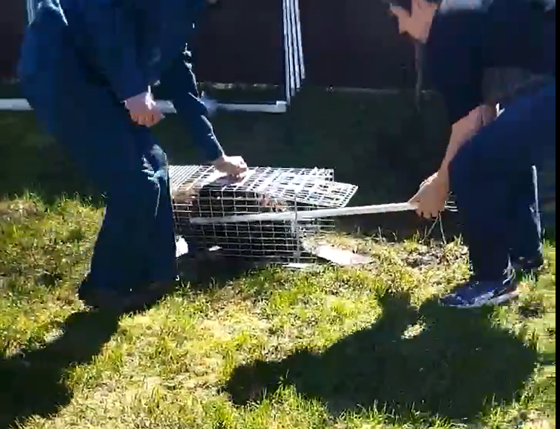В Уфимском районе Башкирии во дворе дома поймали бобра
