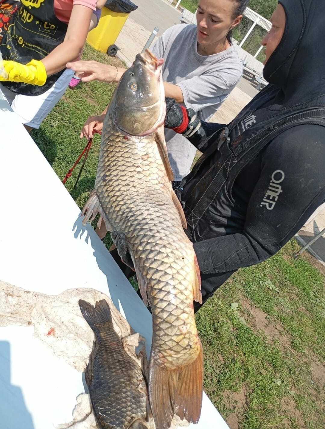 Сом-гигант весом 50 кг стал трофеем рыбака в Башкирии