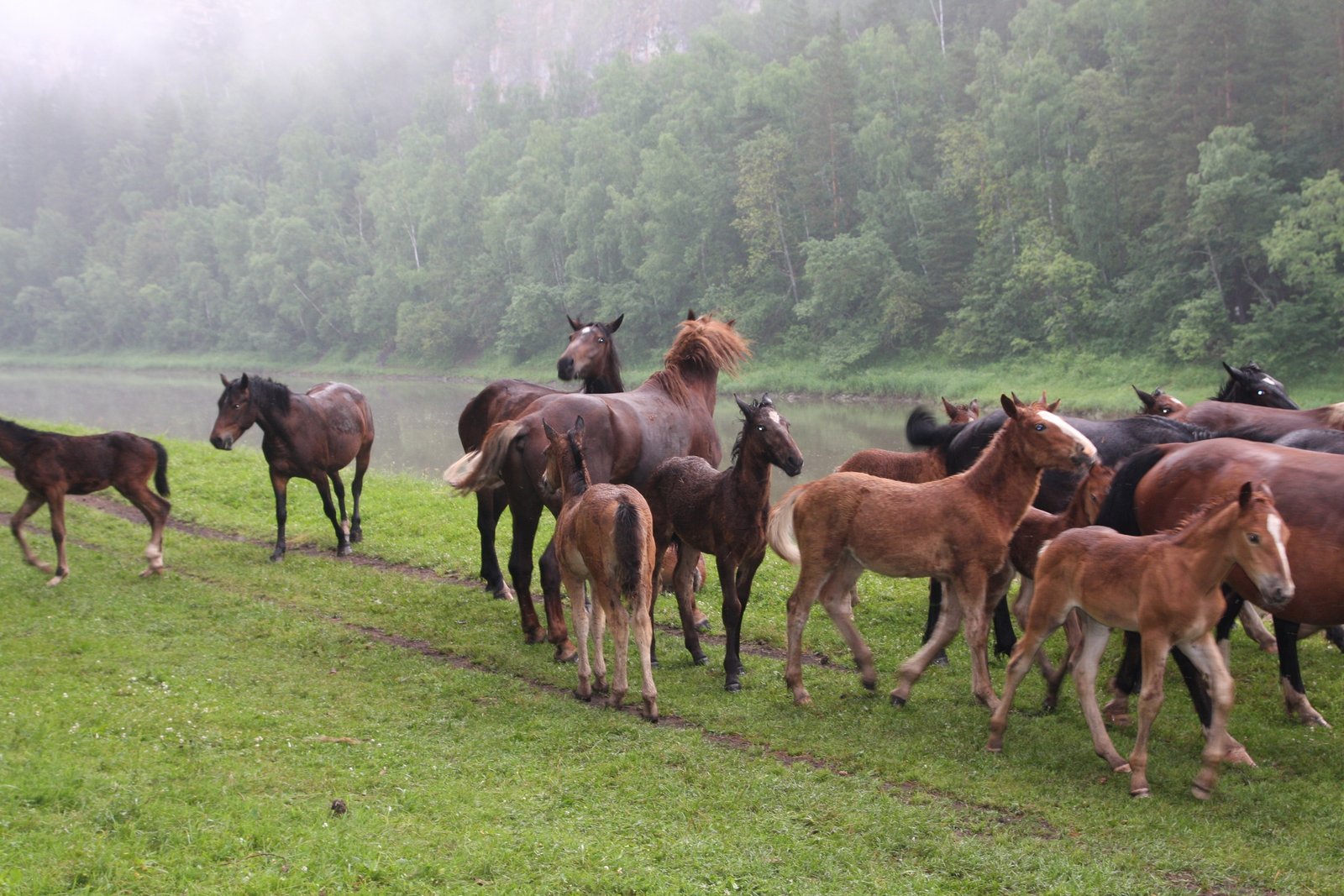 В Башкирии пройдет конкурс кумыса