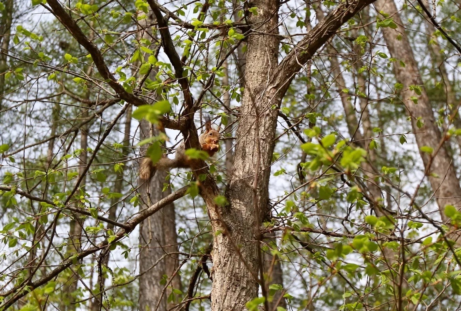В столице Башкирии благоустроят дендропарк имени лесовода Георгия Рутто