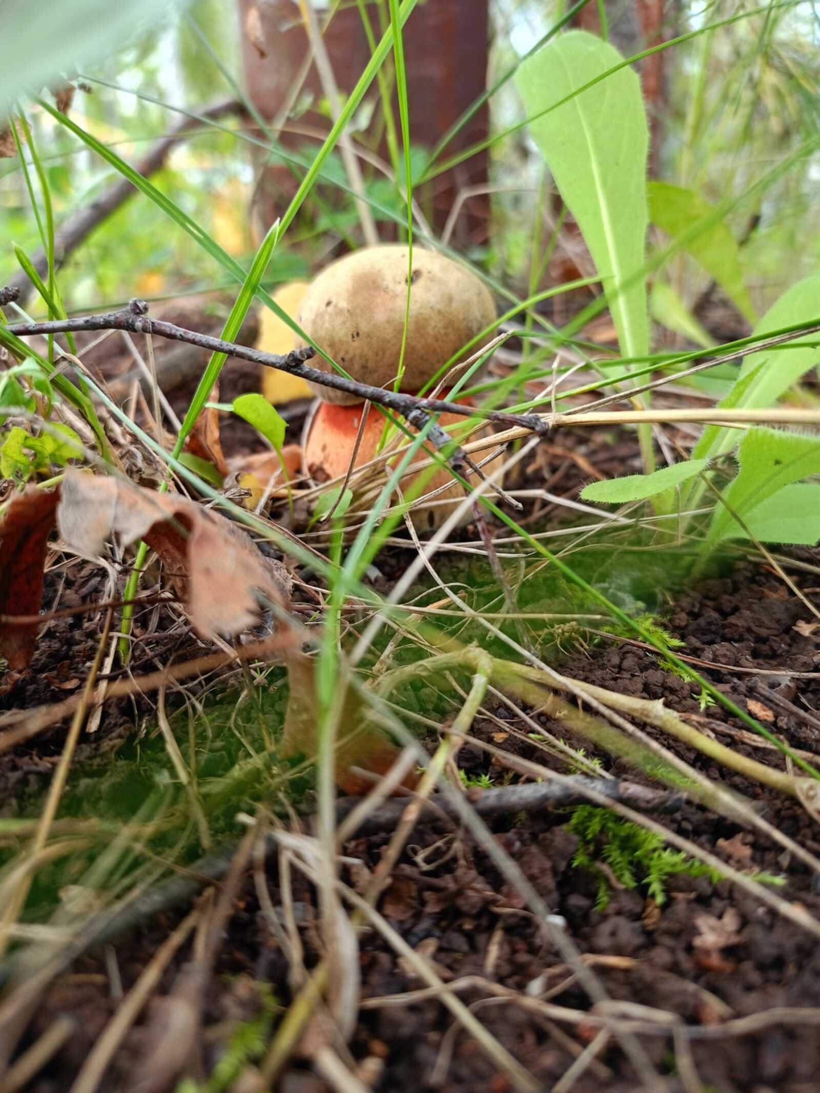 В Минздраве РБ объяснили, как избежать грибных отравлений