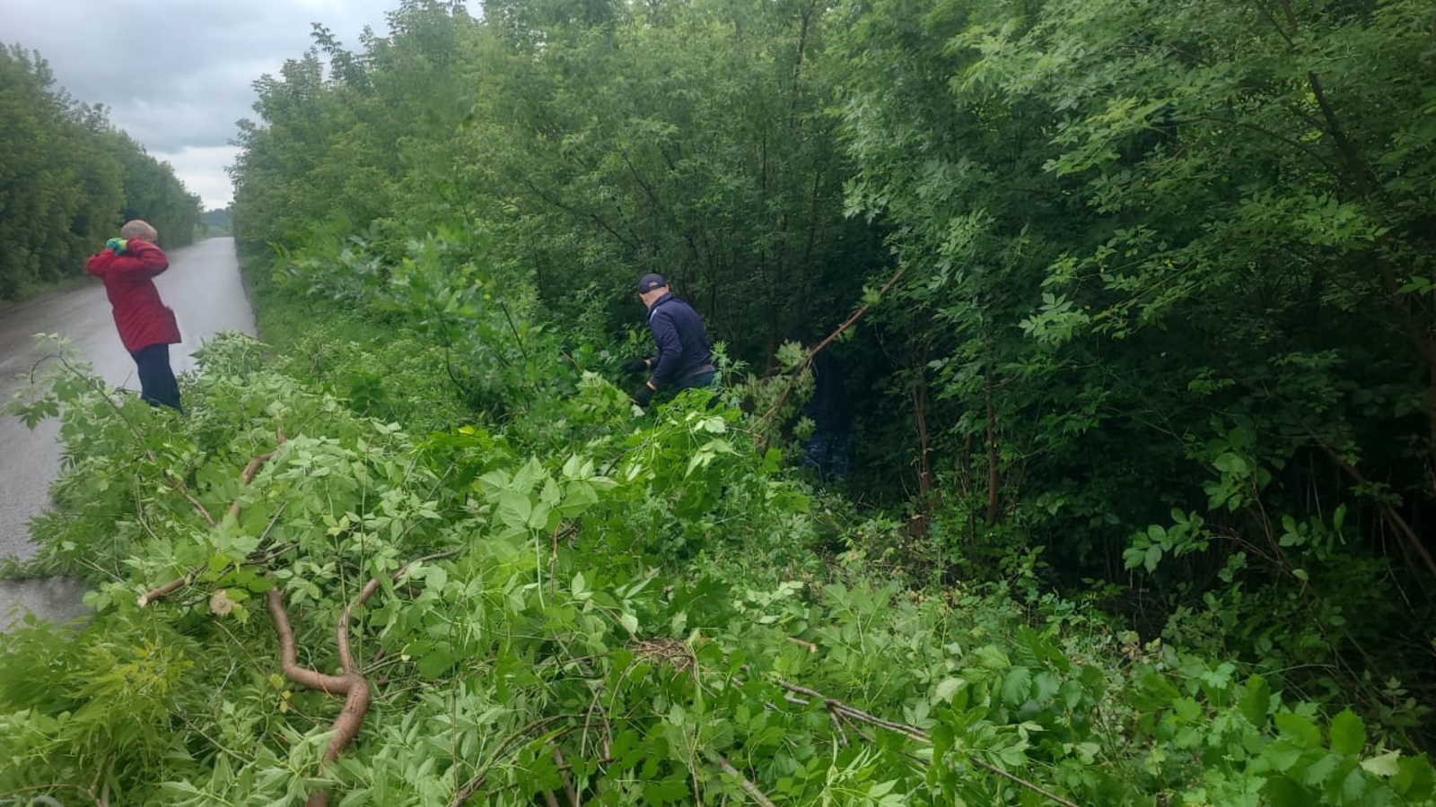В Уфимском районе кронируют деревья для безопасности вдоль дорог