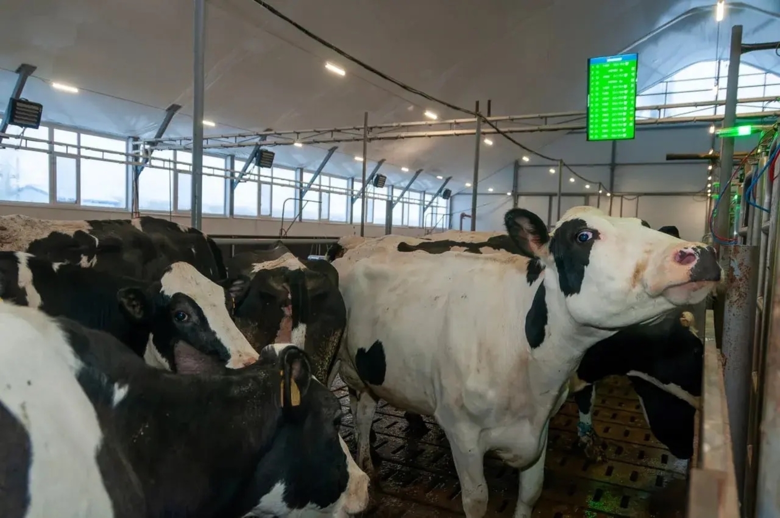 Башкирия удвоит число современных молочных ферм к 2030 году