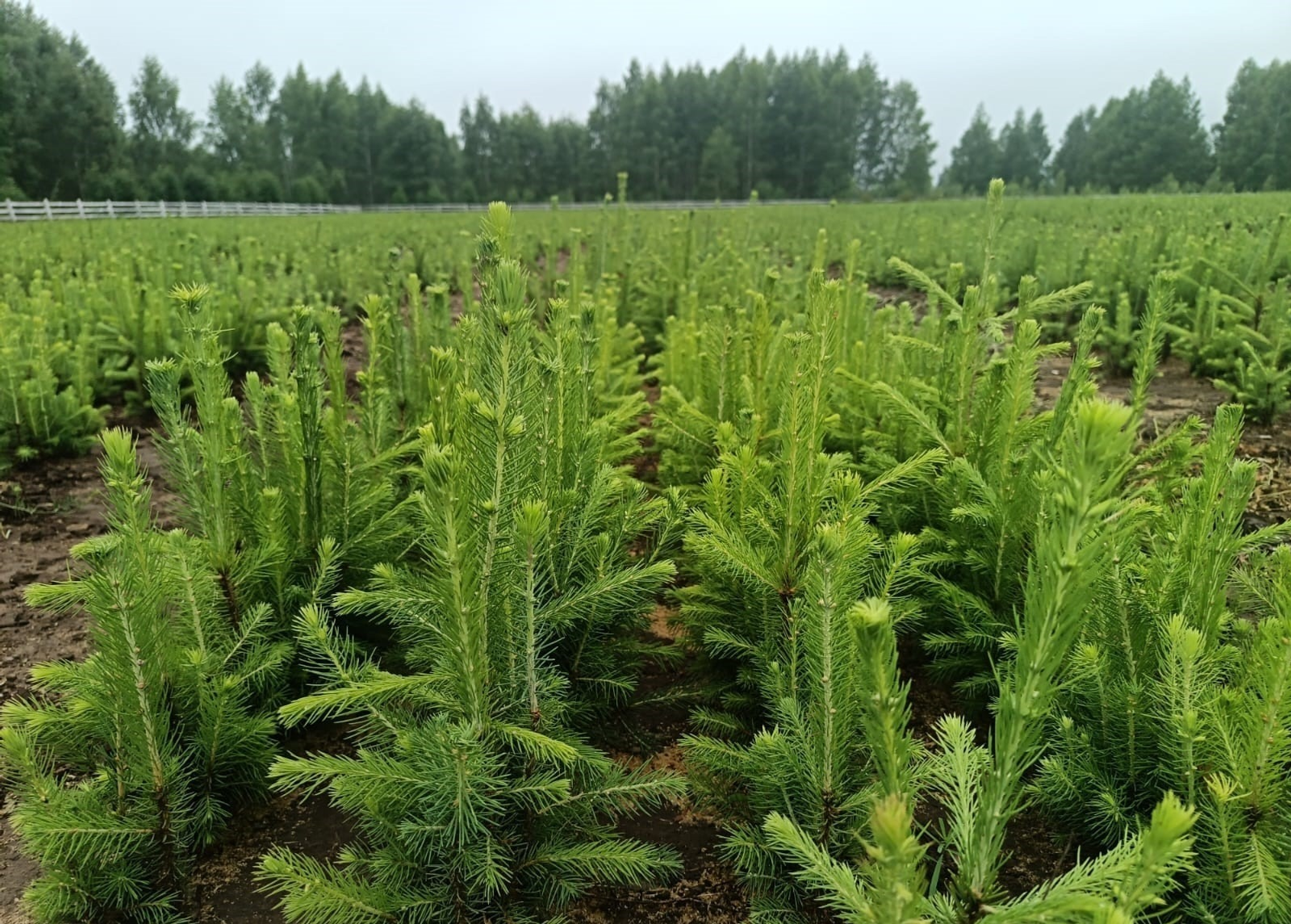 Лесоводы Башкирии вырастили рекордные 48 миллионов сеянцев ели и сосны