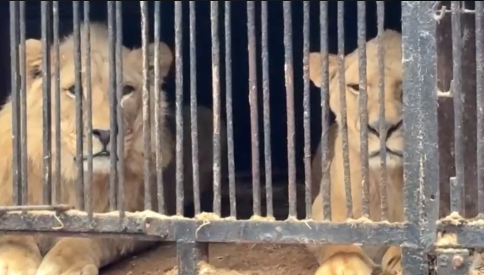 Хищники в заброшенном зоопарке Уфы: владельцам грозит уголовная ответственность
