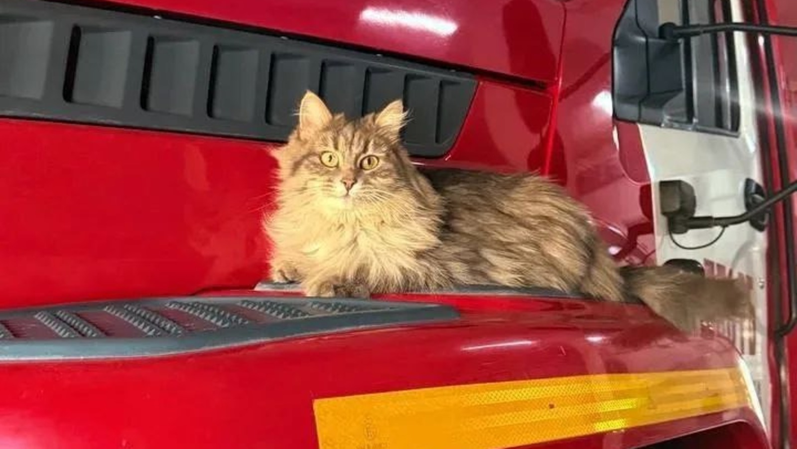 Кошка Дуся служит в пожарной части Уфимского района