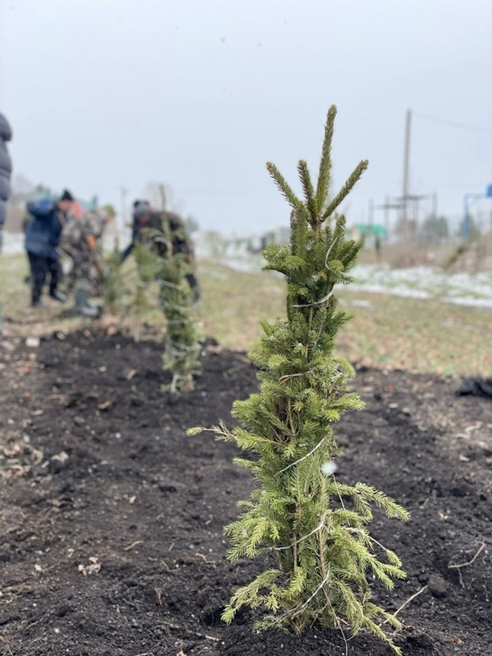 В Караидельском районе Башкирии высадили 8 тысяч елей в рамках экоакции