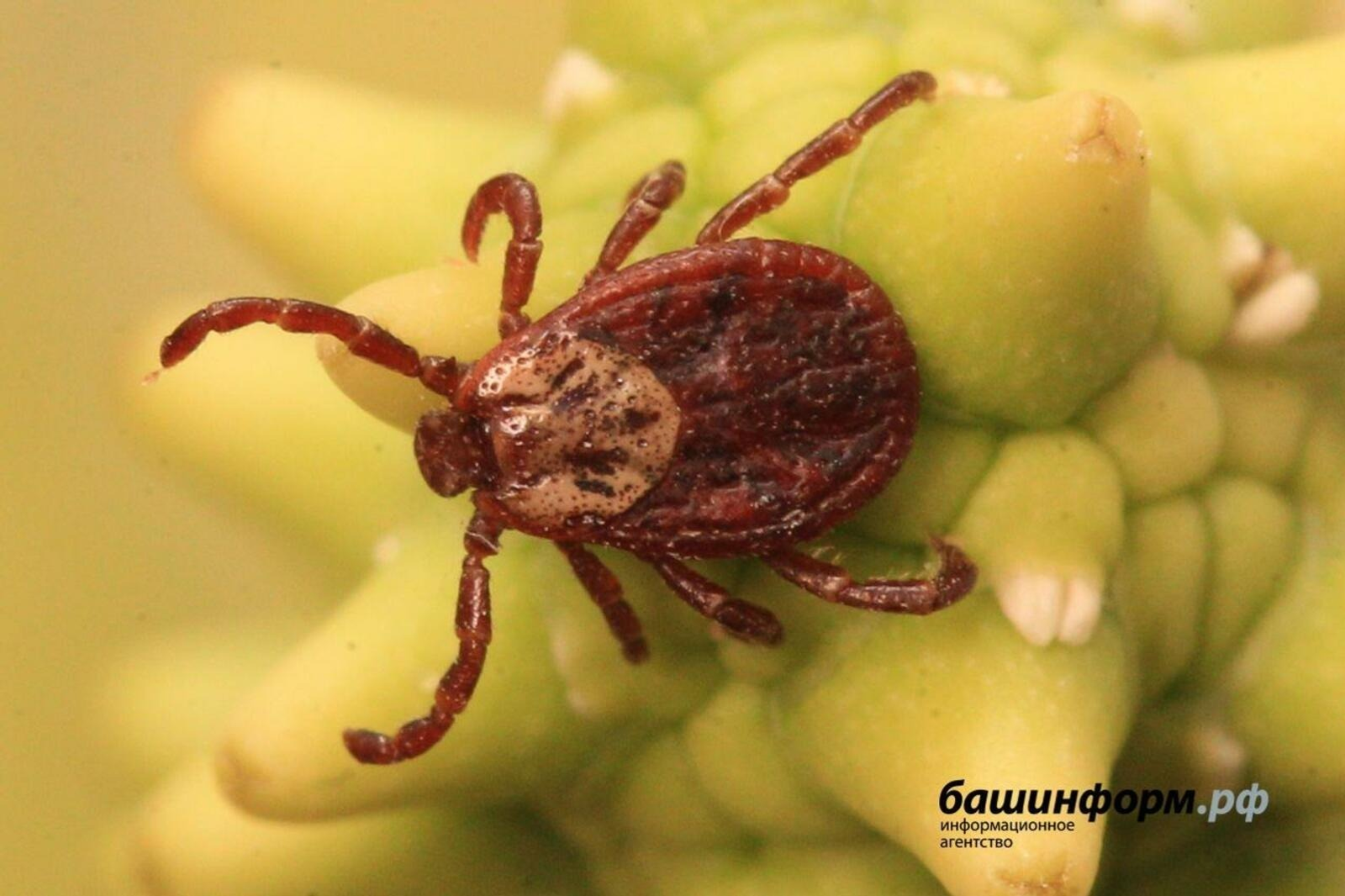 В Башкирии участились обращения из-за укусов клещей